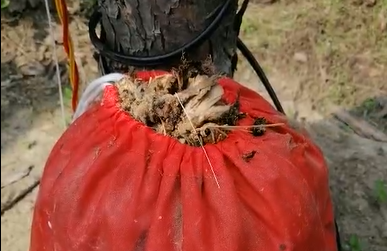 耳聽為虛，眼見為實，看得見的殺蟲效果